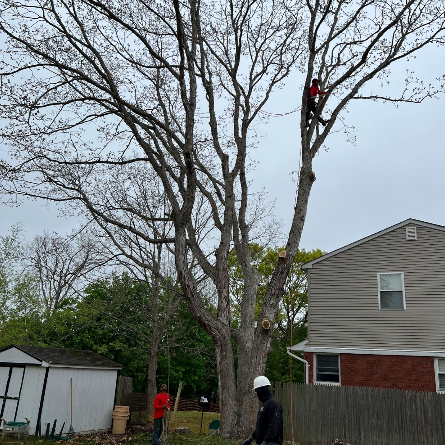 TreeService_13